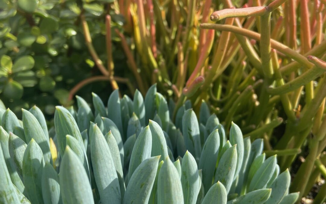 Things you should do for your succulents to thrive